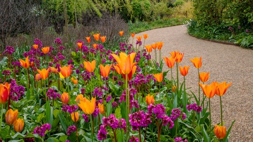 Orange tulips blooming in a garden border. Their colour contrasts strongly with other flowers which are a deep pink.